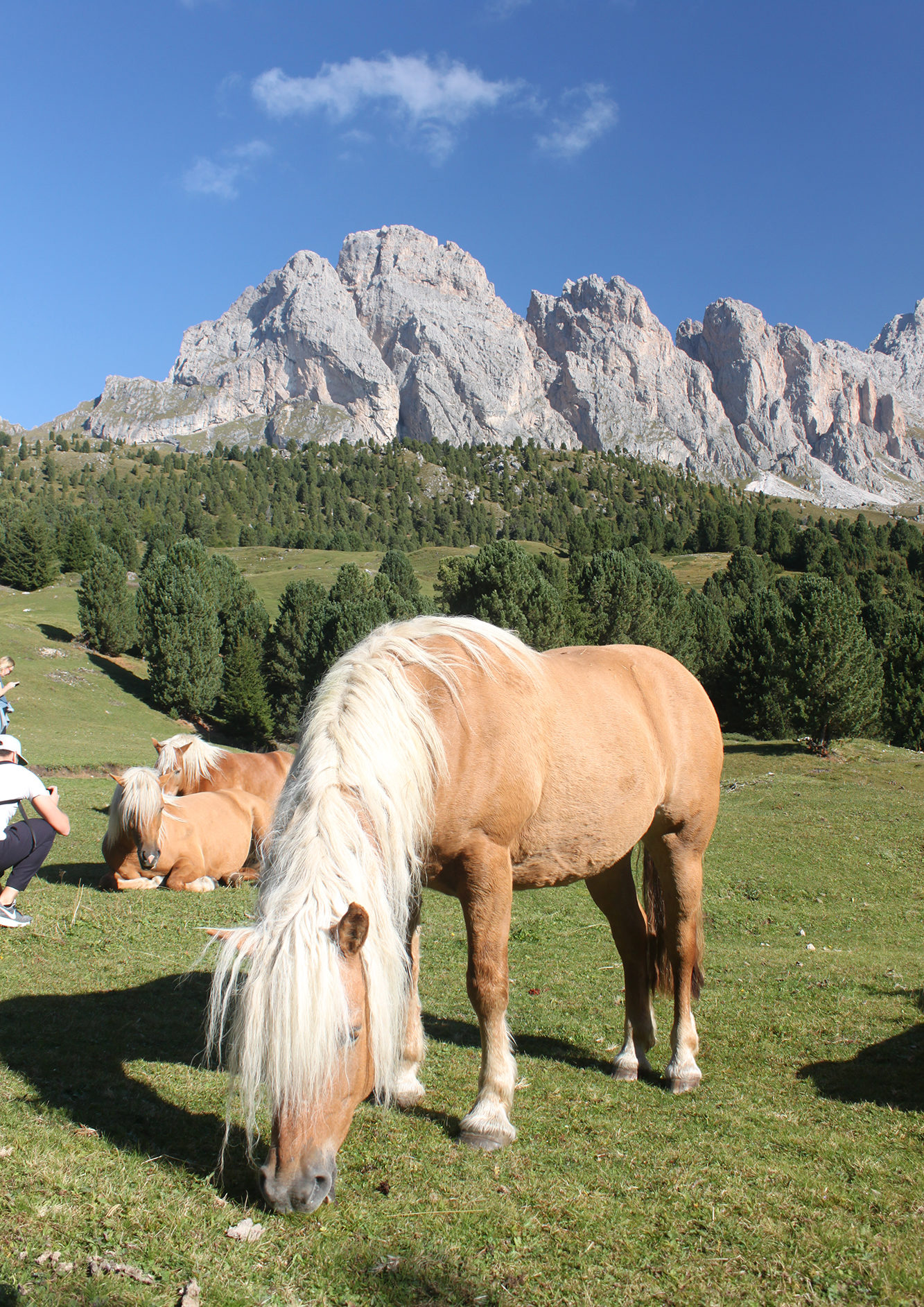 Val Gardena Horse